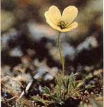 The Laestadius Poppy