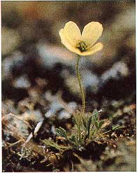 Laestadius-Mohn